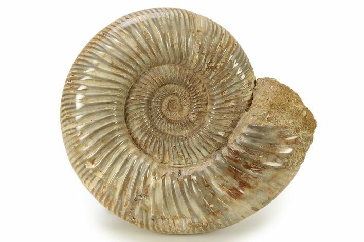 Polished Jurassic Ammonite (Perisphinctes) - Madagascar #270954